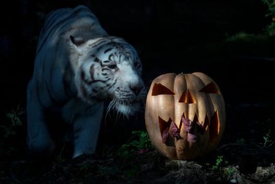 AP Week in Pictures: Europe and Africa