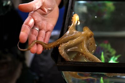 Is octopus experimentation ethical?