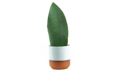 Houseplant of the week: shark fin