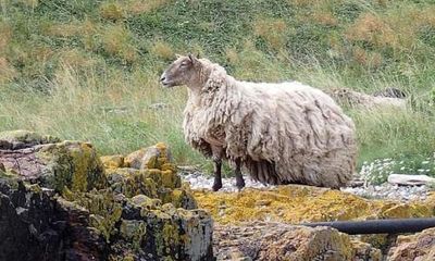 Britain’s ‘loneliest sheep’ marooned at foot of Scottish cliff for two years