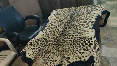 Deer, leopard skins seized from Shakhadri’s house in Chikkamagaluru