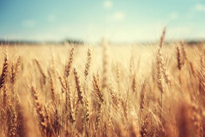 Why Wheat Prices are Due for a Rebound