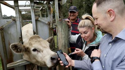 'Facebook for cows' technology tackling cattle theft