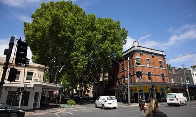 Sydney turns over a new leaf and says goodbye to much-maligned plane trees