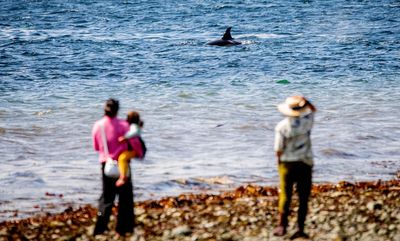 In Seattle, phones ding. Killer whales could be close