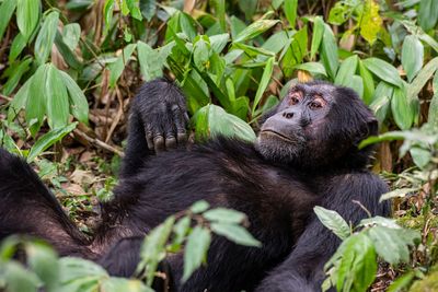 Chimps experience menopause, study finds