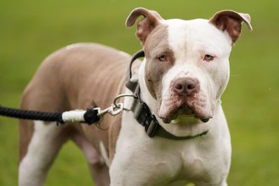 Police officer seriously injured in XL Bully dog attack