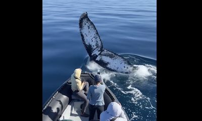 Humpback whale soaks tourists during friendly ‘mugging’ session