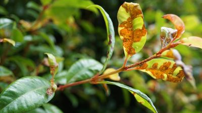 Cryogenics the key to saving natives from killer rust