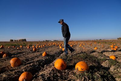 Water woes, hot summers and labor costs are haunting pumpkin farmers in the West