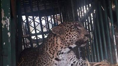 Leopardess trapped near Bannur