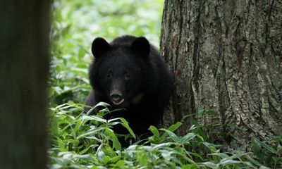 Sharp rise in bear attacks in Japan as they struggle to find food