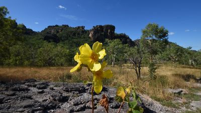 Mixed response to consultation on new laws for nature