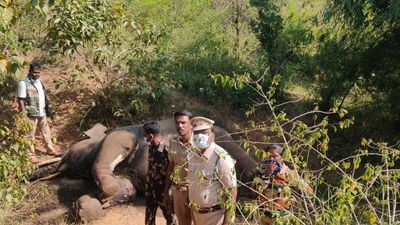 Tusker found shot dead in Jawalagiri forest range in Hosur