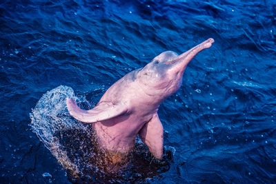 Saving dolphins from climate change