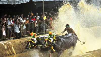 Bengaluru ‘kambala’ to have longest track at 155 metres, 116 pairs of buffaloes to run