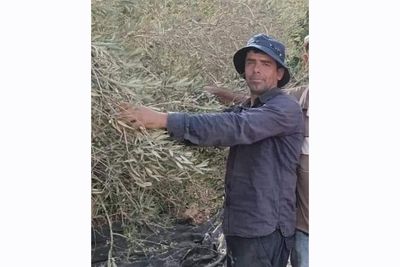 Bilal went out to harvest his olives, an Israeli settler shot him