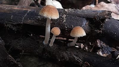 Researchers identify a new mushroom species from the Western Ghats