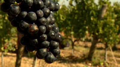 The grape harvest in France's Loire Valley