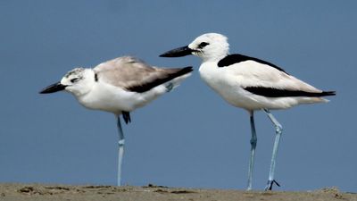 For the first time, breeding nests of crab-plovers spotted at Great Vedaranyam Swamp