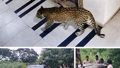 Cages set up to capture leopard in Bengaluru