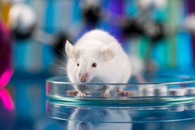 In a first, mice embryos grown in space