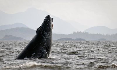 Rescuers free humpback whale ‘hog-tied’ to 300lb crab pot in Alaska