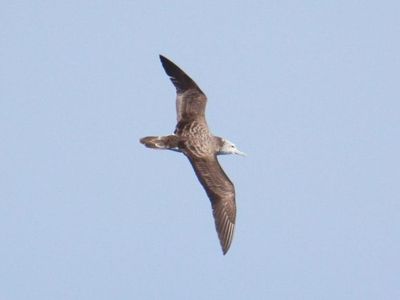 Seabird’s Stunning 700-Mile Journey Through Typhoon Reveals Climate Change Impact