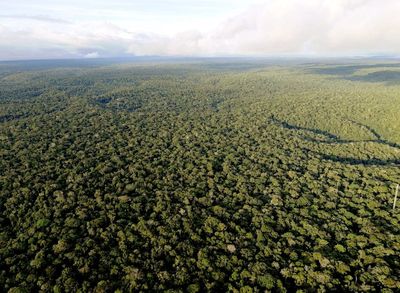 Deforestation In Amazon Exacerbates Climate Warming Over 60 Miles Away