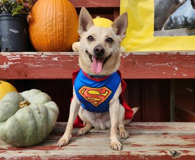 We're spending $700 million on pet costumes in the costliest Halloween ever