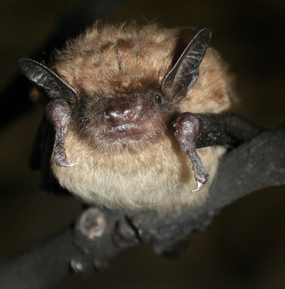 Women sue Airbnb over ‘house of horrors’ vacation home infested with bats