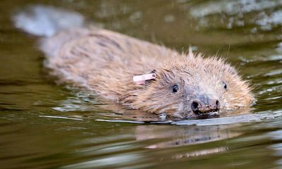 Labour should legalise beaver releases, says Sadiq Khan