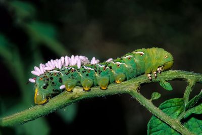 Parasites: Life's greatest success story