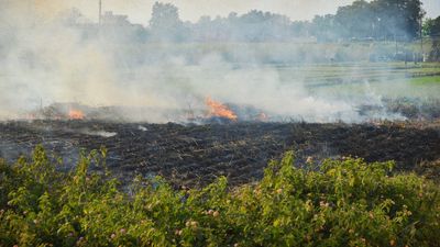 6 districts fail zero farm fire goal, but rest of Punjab likely to meet 50% dip target