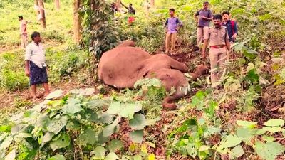 Juvenile elephant found dead