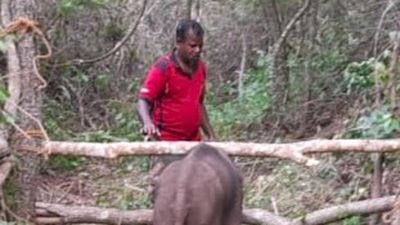 Forest dept. rescues elephant calf