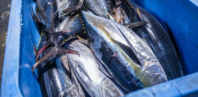 Farming tuna on land heralded as a win for sustainability – but there are serious concerns around animal welfare