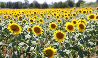 Seeds of doubt: mystery remains over how sunflowers track light