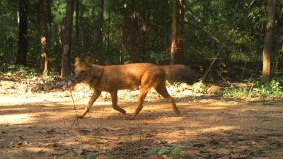 Wild dogs resurface in Odisha’s Debrigarh Sanctuary