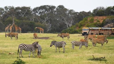 Zebra and fish deaths highlight perils for zoo animals