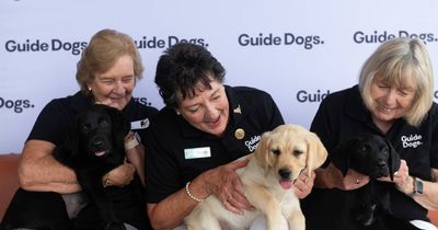 Guide dog graduation day: meet the Hunter's cutest recruits