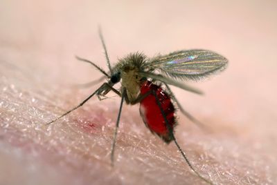 A 'tropical disease' carried by sand flies is confirmed in a new country: the U.S.