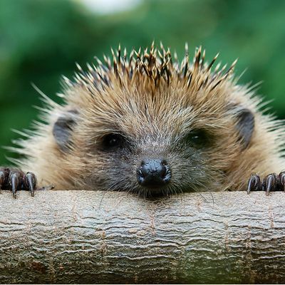 Hedgehog warning as temperatures drop! Here's how to make your garden more hedgehog-friendly