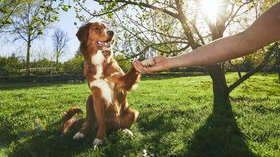 Praise, treats and this simple tip from an expert trainer will dramatically improve your dog's behavior