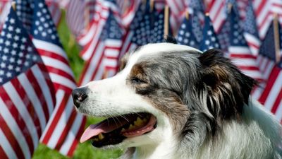 22 All-American dog breeds from the United States