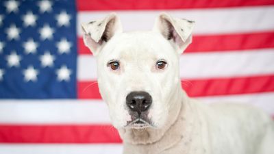 32 super cool dog breeds from the United States