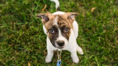 Trainer shares four tips to perfect your puppy's loose leash walking skills