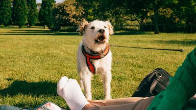 Is your dog growling? Here’s why it’s a positive thing, according to an expert behaviorist