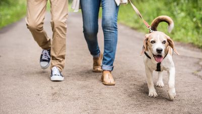 Trainer shares five things you can do to help your leash reactive dog stay calm around triggers