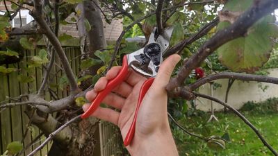 7 pruning mistakes to avoid